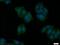 Fermitin family homolog 3 antibody, 18131-1-AP, Proteintech Group, Immunofluorescence image 