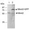 Bestrophin 2 antibody, NB110-55620, Novus Biologicals, Western Blot image 