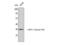 APX antibody, STJ90137, St John