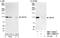 ATP Binding Cassette Subfamily F Member 1 antibody, NBP1-18889, Novus Biologicals, Western Blot image 