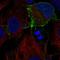 c-Kit antibody, HPA073252, Atlas Antibodies, Immunofluorescence image 