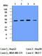 Cathepsin D antibody, LS-B2931, Lifespan Biosciences, Western Blot image 