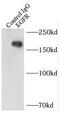 EGFR antibody, FNab02669, FineTest, Immunoprecipitation image 