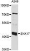 Sorting Nexin 17 antibody, abx126616, Abbexa, Western Blot image 