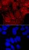 Carboxypeptidase E antibody, AF3587, R&D Systems, Immunofluorescence image 