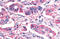 Growth hormone-releasing hormone receptor antibody, MBS243241, MyBioSource, Immunohistochemistry frozen image 