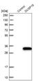 Dual Specificity Phosphatase 19 antibody, NBP1-84041, Novus Biologicals, Western Blot image 