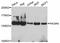 Phosphoinositide-3-Kinase Regulatory Subunit 4 antibody, A4686, ABclonal Technology, Western Blot image 