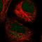 Leucine Rich Repeat Kinase 2 antibody, HPA014293, Atlas Antibodies, Immunofluorescence image 
