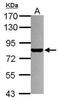 Promyelocytic Leukemia antibody, PA5-29614, Invitrogen Antibodies, Western Blot image 