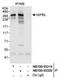 NIPBL Cohesin Loading Factor antibody, NB100-93320, Novus Biologicals, Immunoprecipitation image 