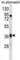 Trace Amine Associated Receptor 9 (Gene/Pseudogene) antibody, abx030364, Abbexa, Western Blot image 