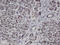 Polyamine Modulated Factor 1 Binding Protein 1 antibody, LS-C134106, Lifespan Biosciences, Immunohistochemistry frozen image 