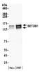 Histone-lysine N-methyltransferase SETDB1 antibody, A300-121A, Bethyl Labs, Western Blot image 