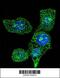 Acyl-CoA Oxidase 1 antibody, M03054, Boster Biological Technology, Immunofluorescence image 