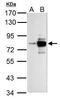 SLU7 Homolog, Splicing Factor antibody, PA5-34916, Invitrogen Antibodies, Western Blot image 