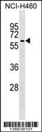 Tripartite Motif Containing 68 antibody, 59-001, ProSci, Western Blot image 