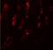 Secernin 1 antibody, NBP1-77187, Novus Biologicals, Immunofluorescence image 