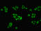Inhibin Subunit Beta B antibody, LS-C316612, Lifespan Biosciences, Immunofluorescence image 
