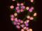 Cleavage And Polyadenylation Specific Factor 1 antibody, NB100-79822, Novus Biologicals, Proximity Ligation Assay image 