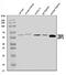 Z-DNA-binding protein 1 antibody, A04739-3, Boster Biological Technology, Western Blot image 