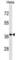 Poly(A) Binding Protein Nuclear 1 antibody, abx029099, Abbexa, Western Blot image 