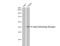 Adrenoceptor Beta 2 antibody, NBP2-15564, Novus Biologicals, Western Blot image 