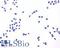 Prostaglandin E Receptor 4 antibody, LS-A385, Lifespan Biosciences, Immunocytochemistry image 
