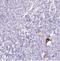 Gastrulation Brain Homeobox 1 antibody, NBP2-30817, Novus Biologicals, Immunohistochemistry frozen image 