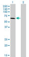 Interleukin 1 Receptor Associated Kinase 1 antibody, LS-B4361, Lifespan Biosciences, Western Blot image 