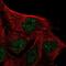 IQ Motif Containing D antibody, NBP2-48916, Novus Biologicals, Immunocytochemistry image 