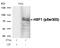 Heat Shock Transcription Factor 1 antibody, GTX50288, GeneTex, Western Blot image 