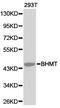 Betaine--Homocysteine S-Methyltransferase antibody, TA327003, Origene, Western Blot image 