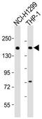 Cach4 antibody, MBS9216411, MyBioSource, Western Blot image 