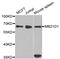 CGAS antibody, PA5-76367, Invitrogen Antibodies, Western Blot image 