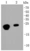 Chromobox 5 antibody, NBP2-67349, Novus Biologicals, Western Blot image 