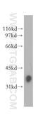 SLAM Family Member 7 antibody, 12905-1-AP, Proteintech Group, Western Blot image 