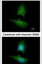 Lipin 1 antibody, PA5-28704, Invitrogen Antibodies, Immunofluorescence image 