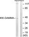 FIP-3 antibody, TA311835, Origene, Western Blot image 