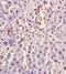 Citrulline antibody, orb10970, Biorbyt, Immunohistochemistry paraffin image 
