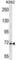 SAM And HD Domain Containing Deoxynucleoside Triphosphate Triphosphohydrolase 1 antibody, abx029624, Abbexa, Western Blot image 