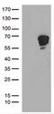 TSPY Like 1 antibody, LS-C799911, Lifespan Biosciences, Western Blot image 