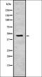 Heat Shock Protein Family A (Hsp70) Member 2 antibody, orb378110, Biorbyt, Western Blot image 