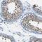 KIAA1789 antibody, NBP1-81375, Novus Biologicals, Immunohistochemistry frozen image 