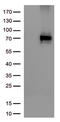 Endoglin antibody, UM570111, Origene, Western Blot image 