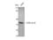 DNA Polymerase Beta antibody, STJ92734, St John