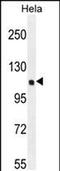 SIK Family Kinase 3 antibody, PA5-48231, Invitrogen Antibodies, Western Blot image 