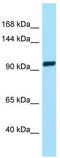 Taste 1 Receptor Member 2 antibody, TA337885, Origene, Western Blot image 
