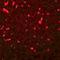 Sirtuin 1 antibody, orb75428, Biorbyt, Immunofluorescence image 