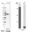 Thioredoxin Reductase 1 antibody, NBP1-81791, Novus Biologicals, Western Blot image 